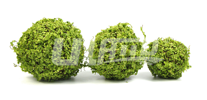 碎葉假植物球規格尺寸