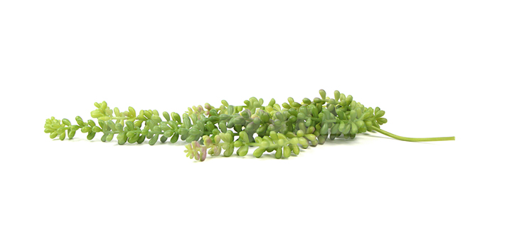 仿真人造植物多肉玉綴