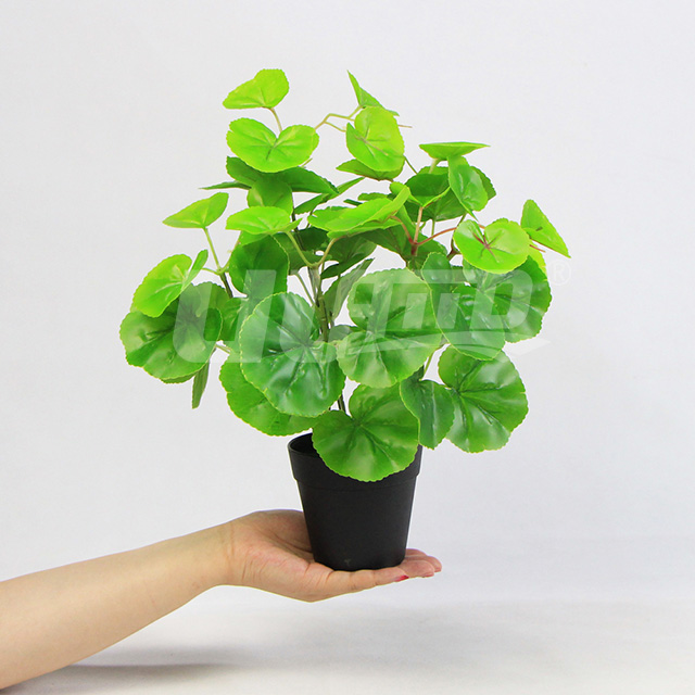 小盆栽綠海棠