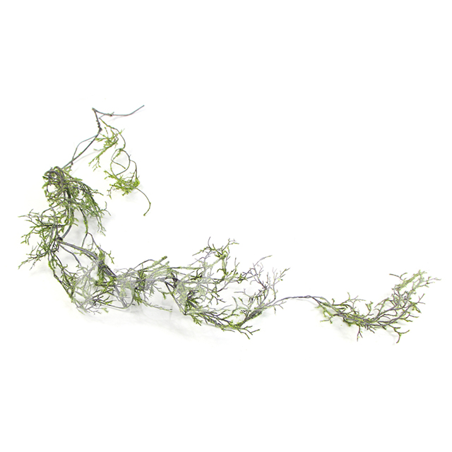 灰綠色苔蘚珊瑚藤