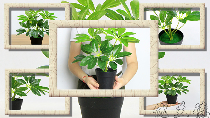 仿真小盆栽鴨腳木綠色效果圖